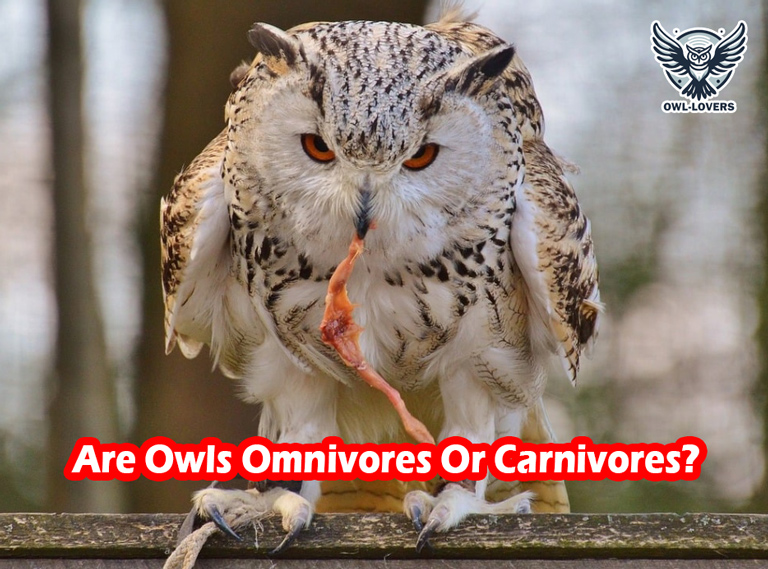 Are Owls Omnivores Or Carnivores