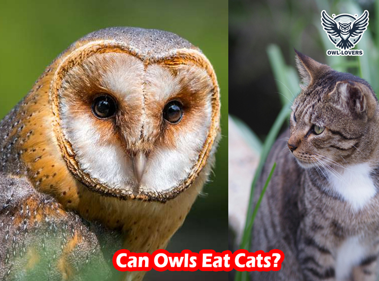 Can Owls Eat Cats