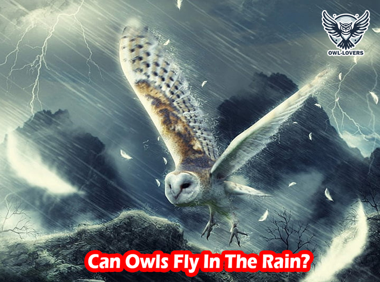 Can Owls Fly In The Rain