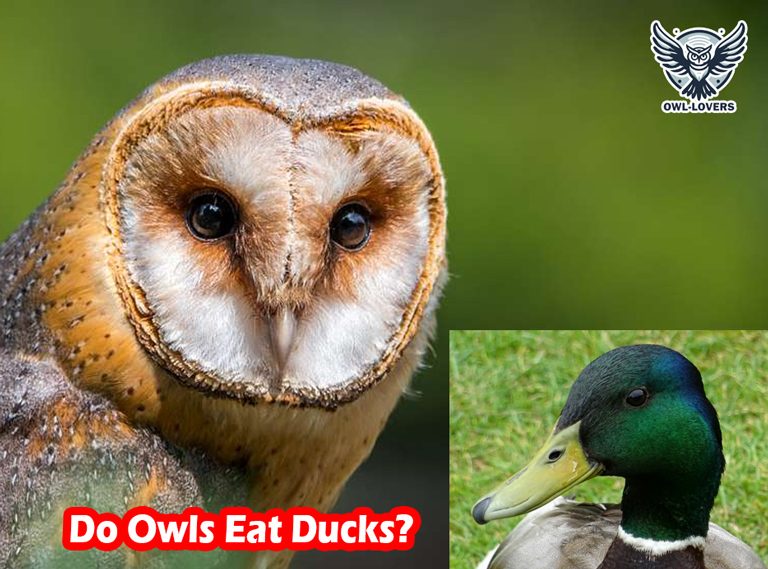 Do Owls Eat Ducks