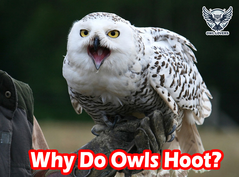 Why Do Owls Hoot